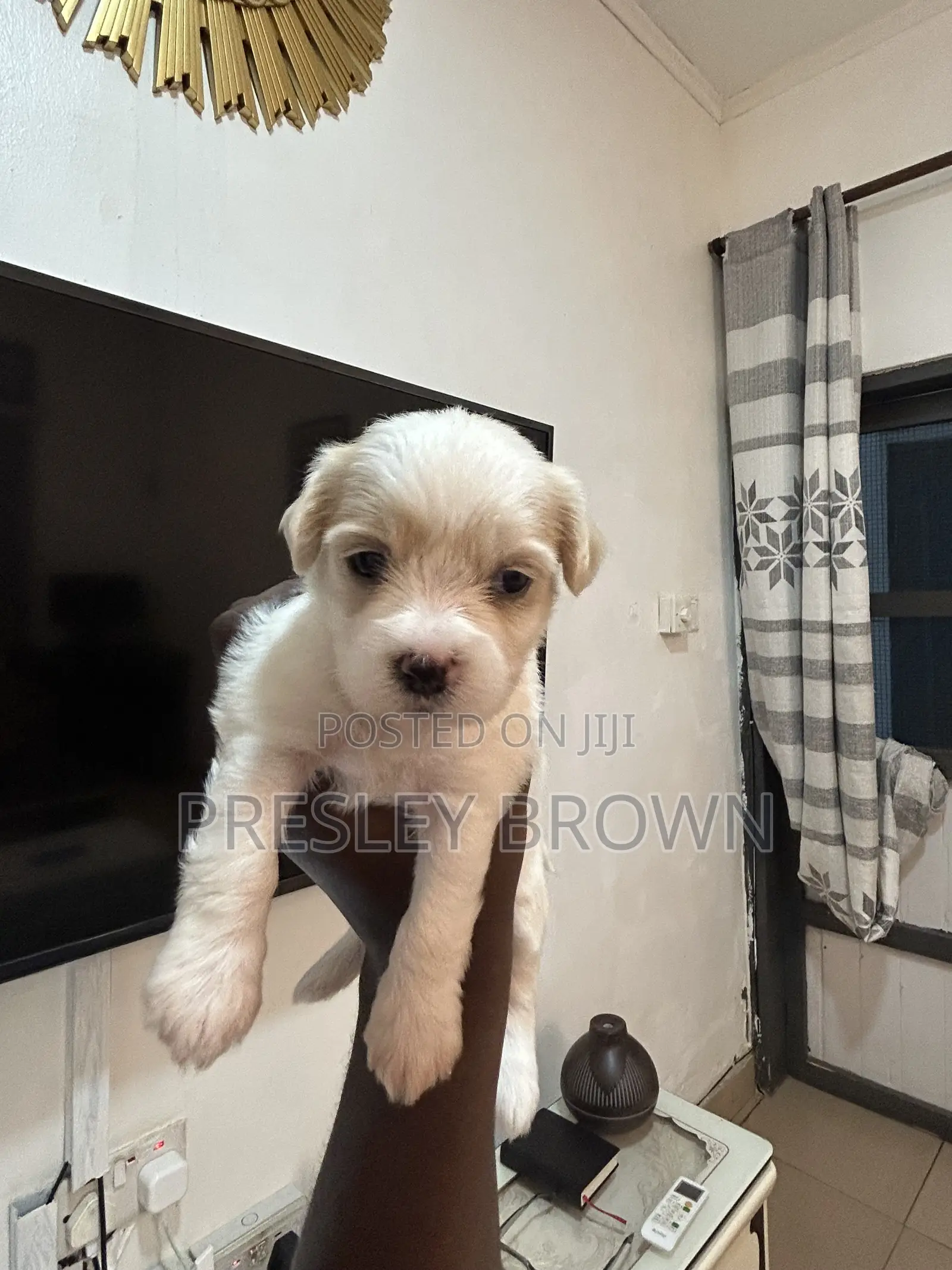 1-3 months Female Purebred Maltese