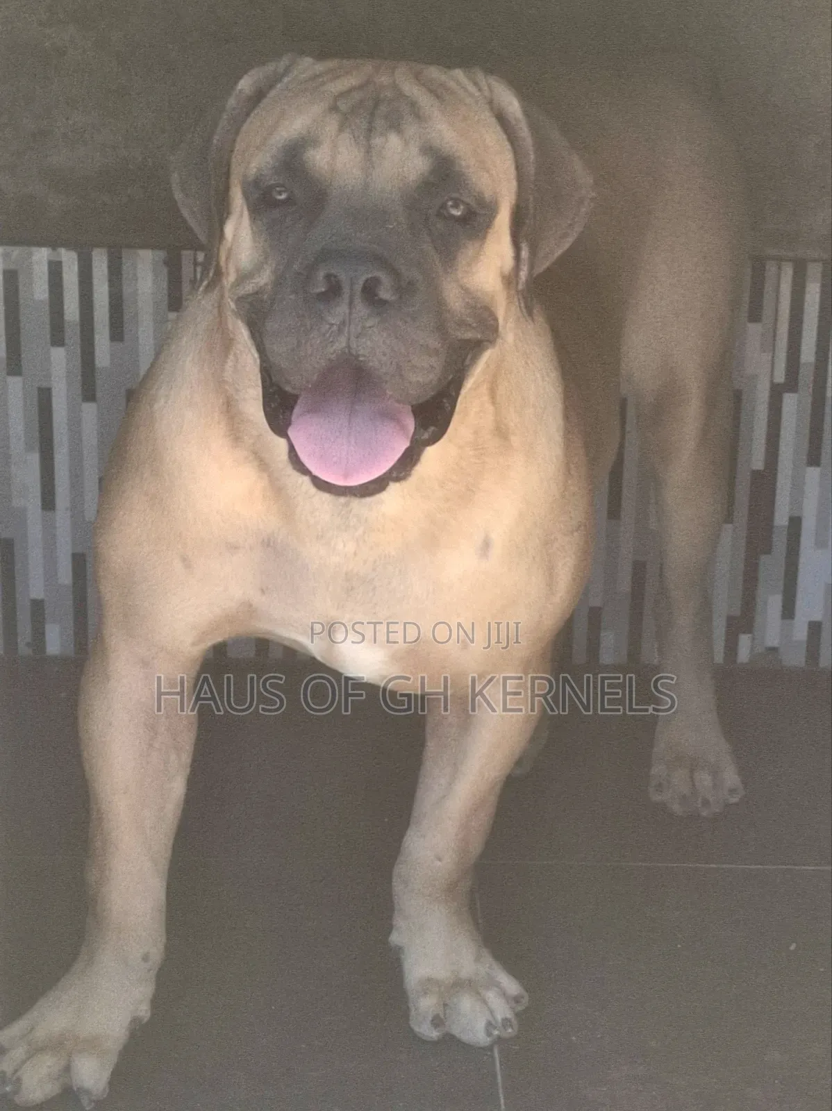 6-12 months Male Purebred Boerboel