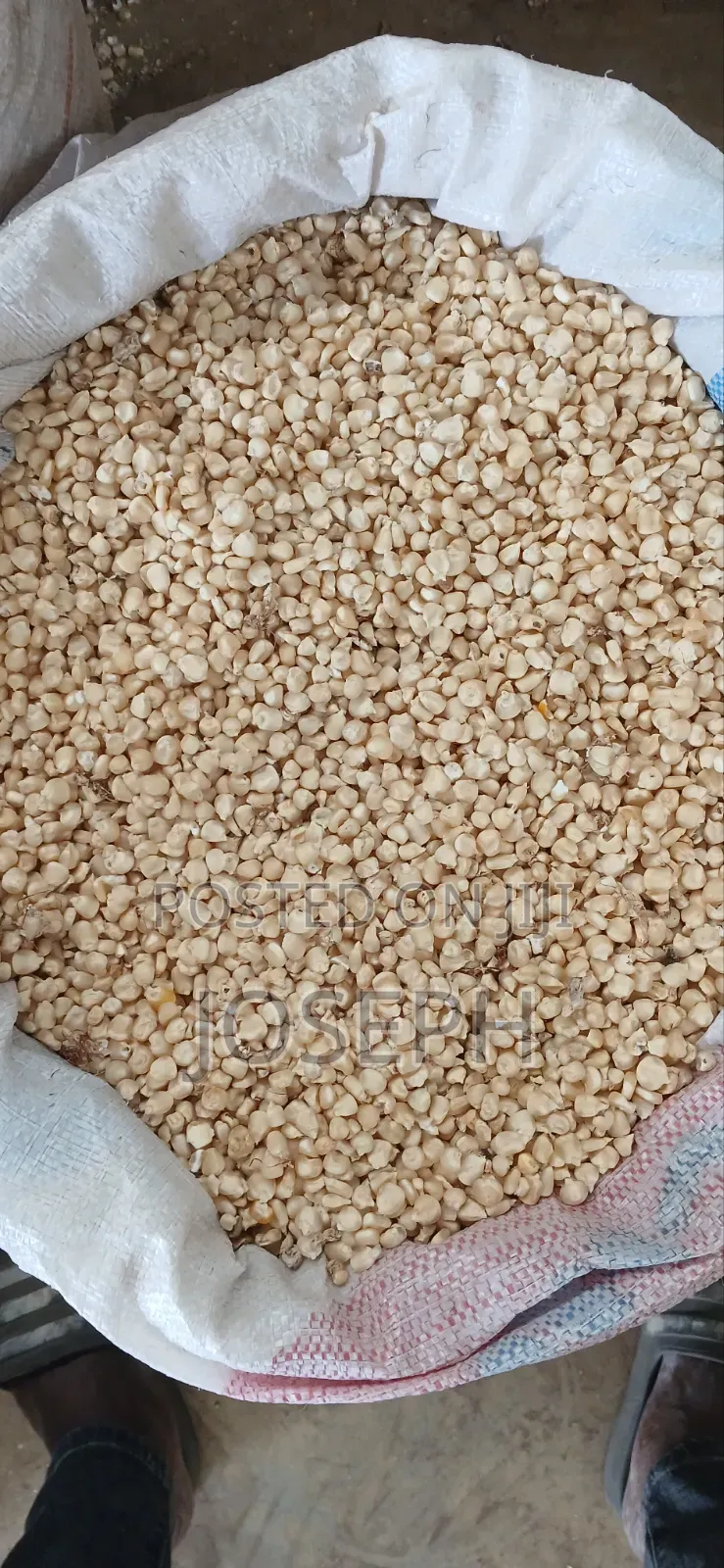 White Maize in 50kgs