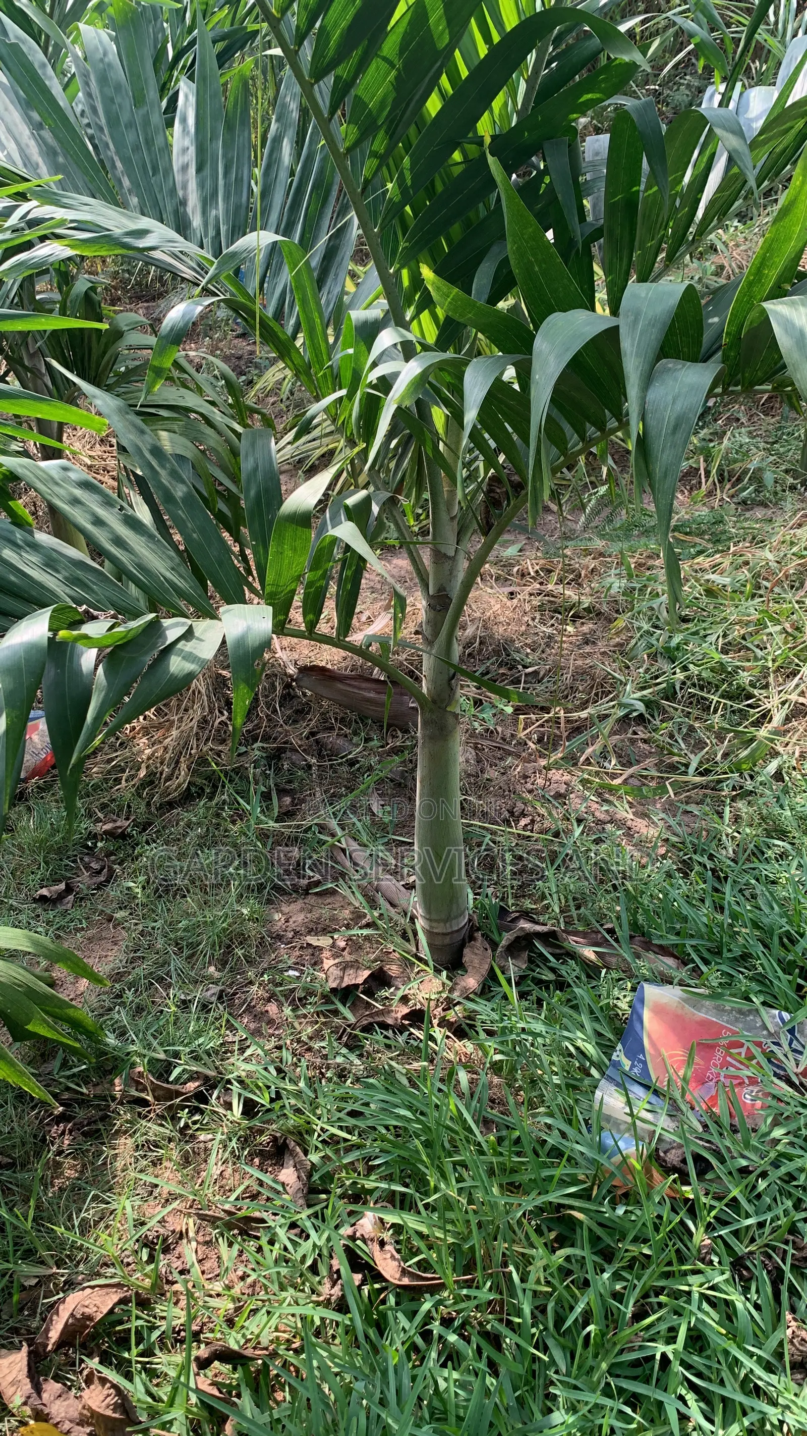 Veitchia Palm for Sale