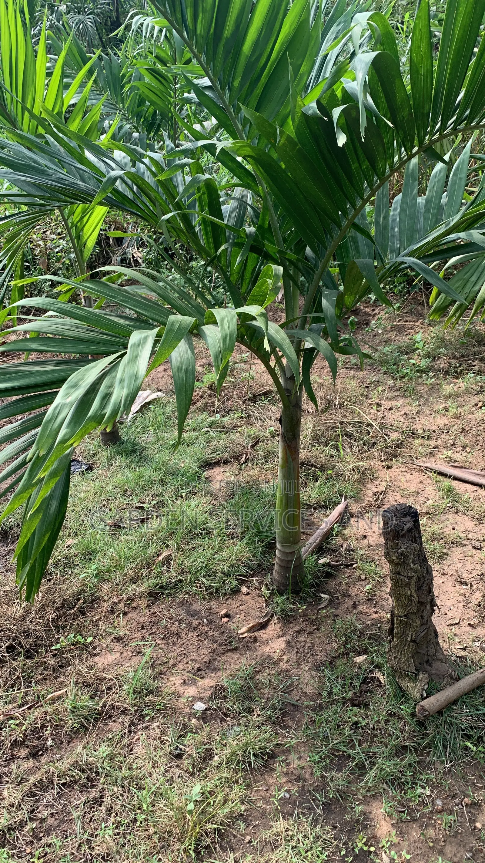 Veitchia Palm for Sale
