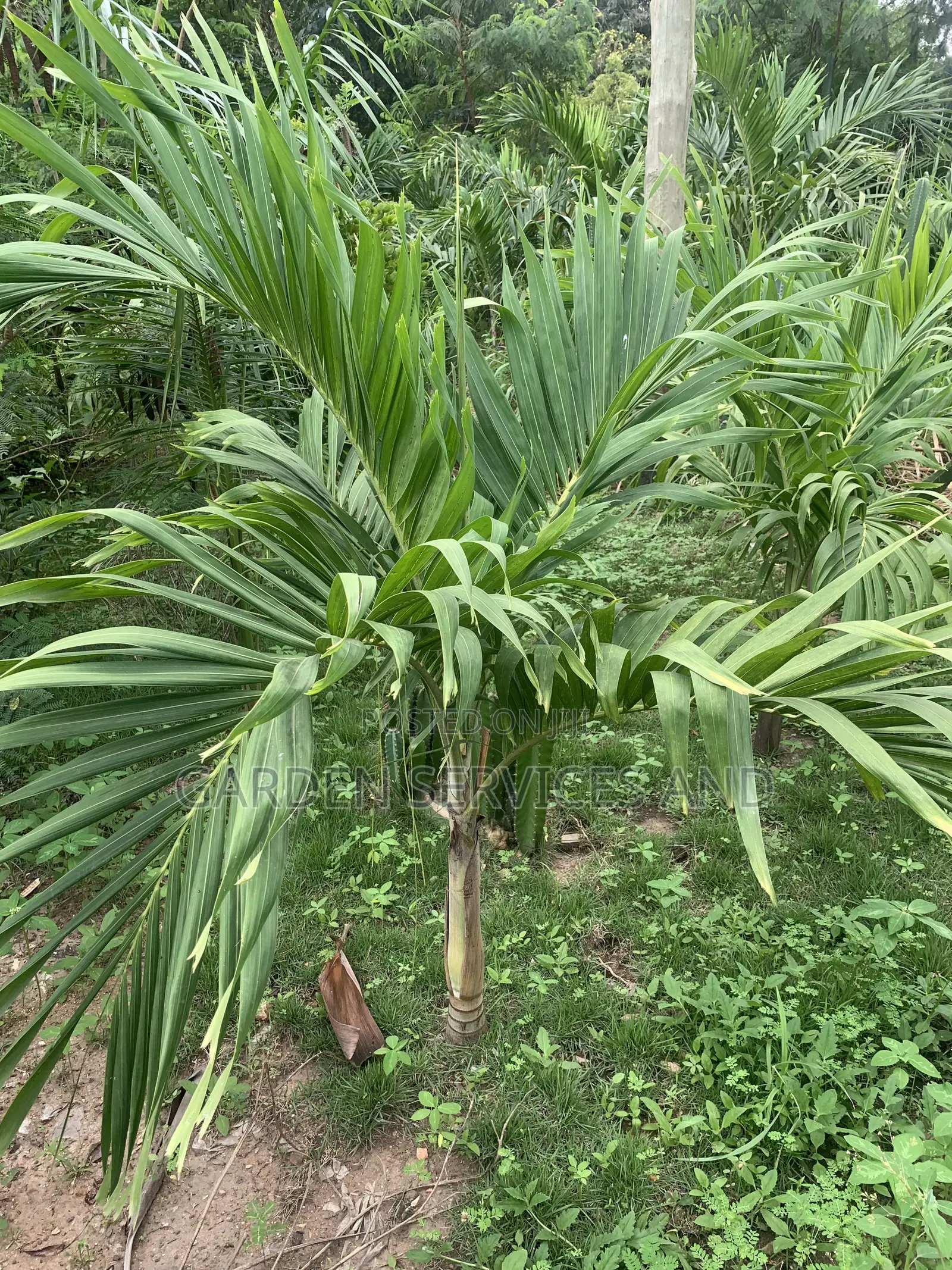 Veitchia Palm for Sale