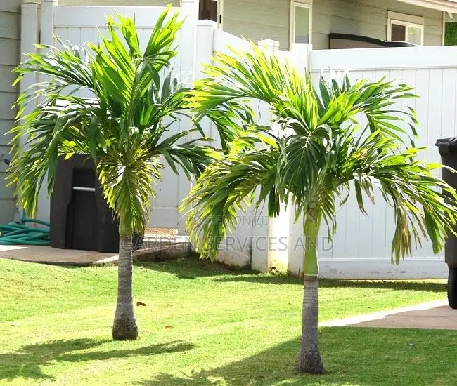 Veitchia Palm for Sale