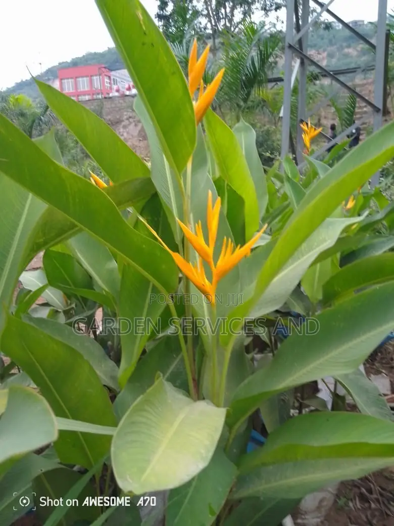 Heliconia for Sale