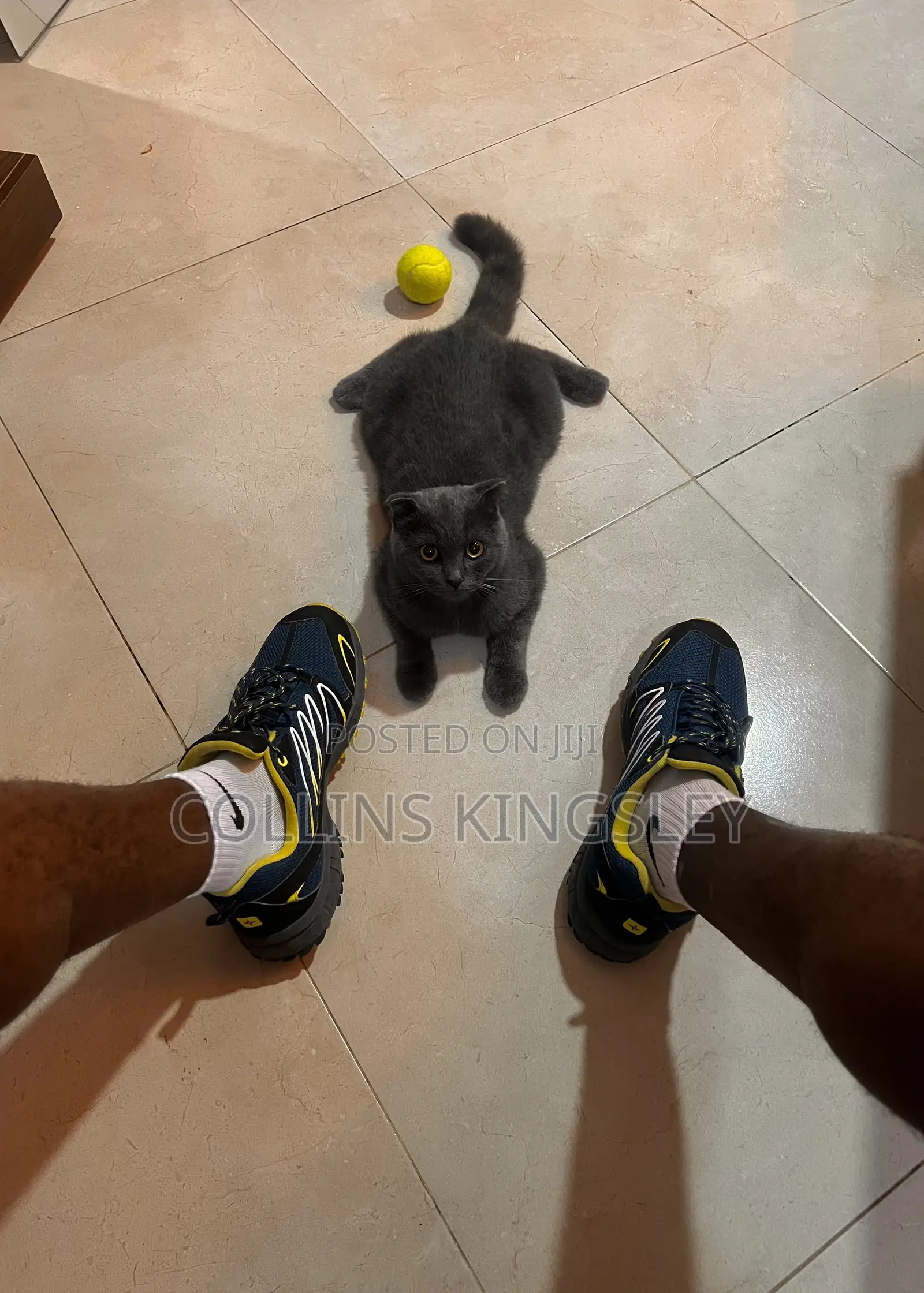 1+ year Male Purebred British Shorthair
