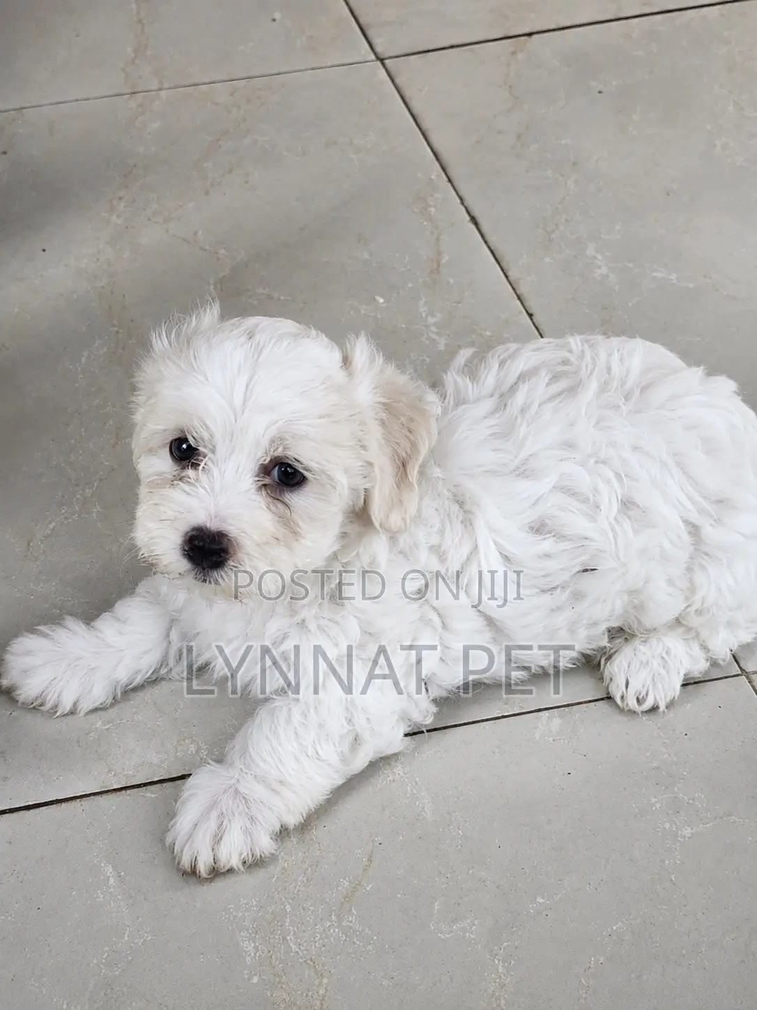 1-3 months Female Purebred Maltipoo