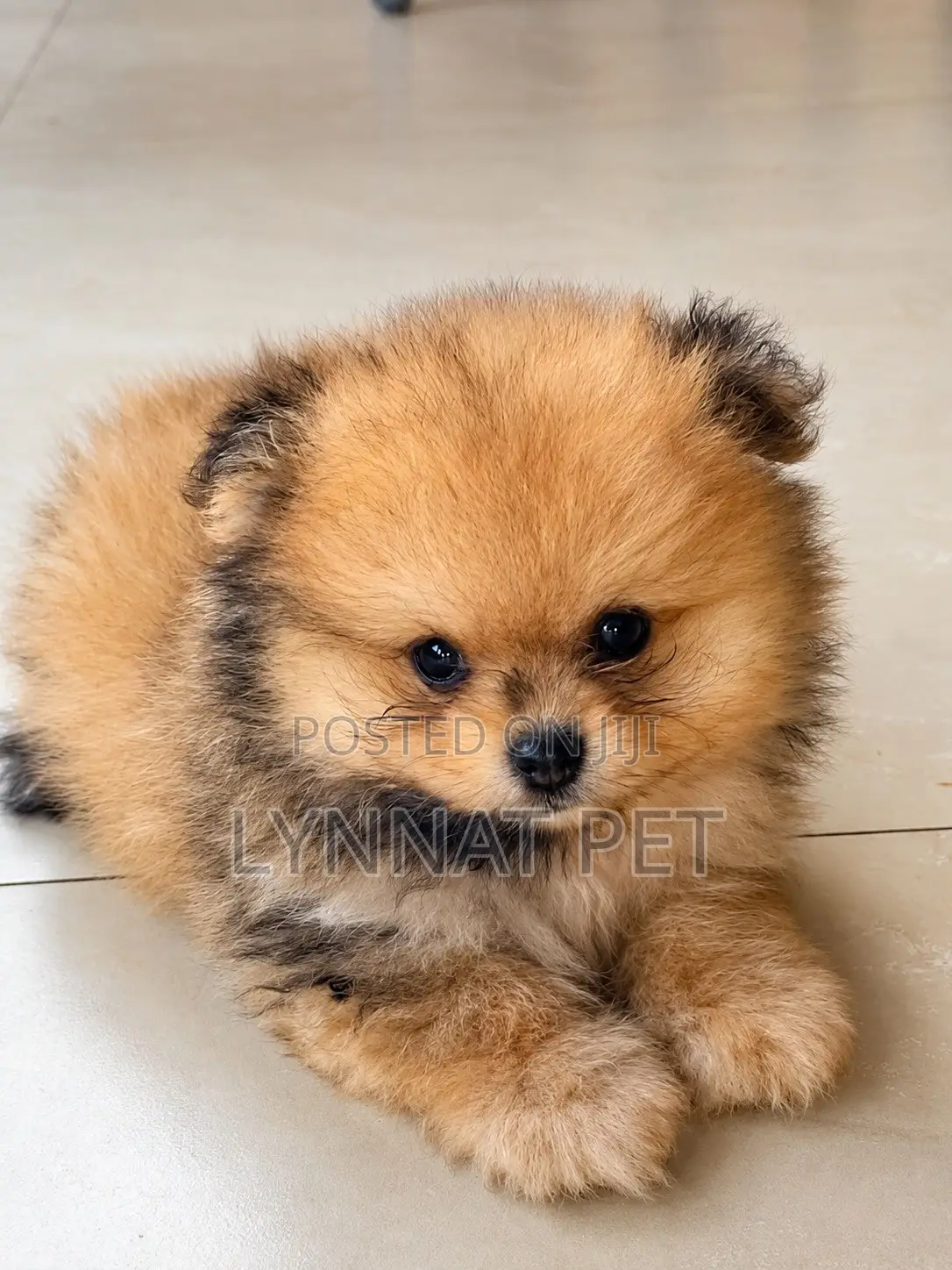 1-3 months Male Purebred Pomeranian