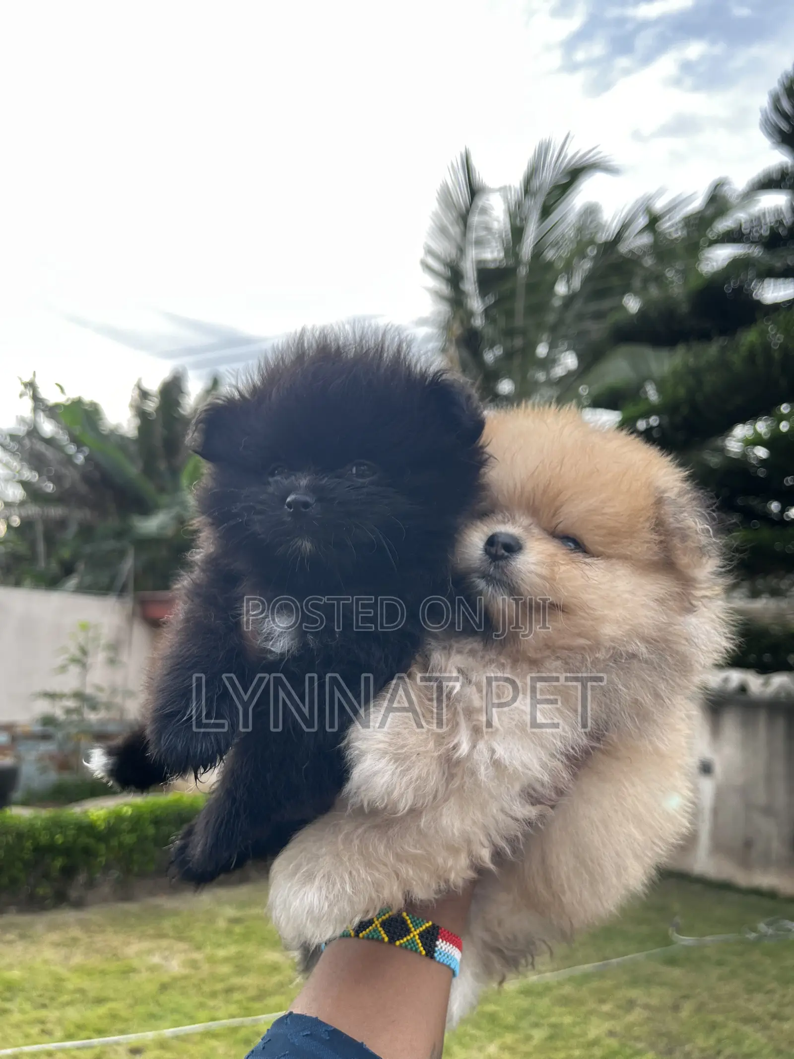 1-3 months Female Purebred Pomeranian