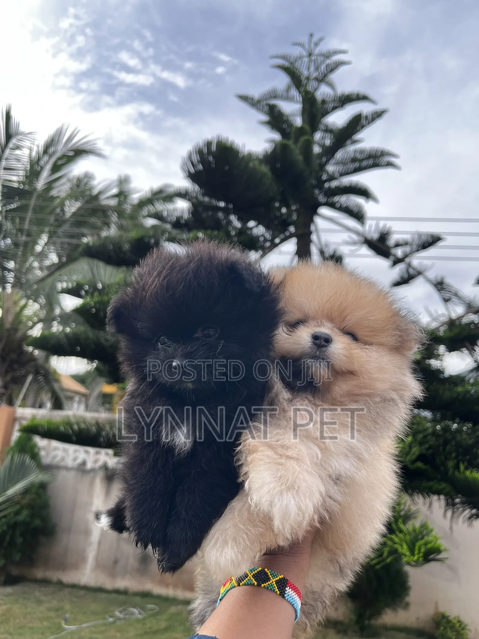 1-3 months Female Purebred Pomeranian