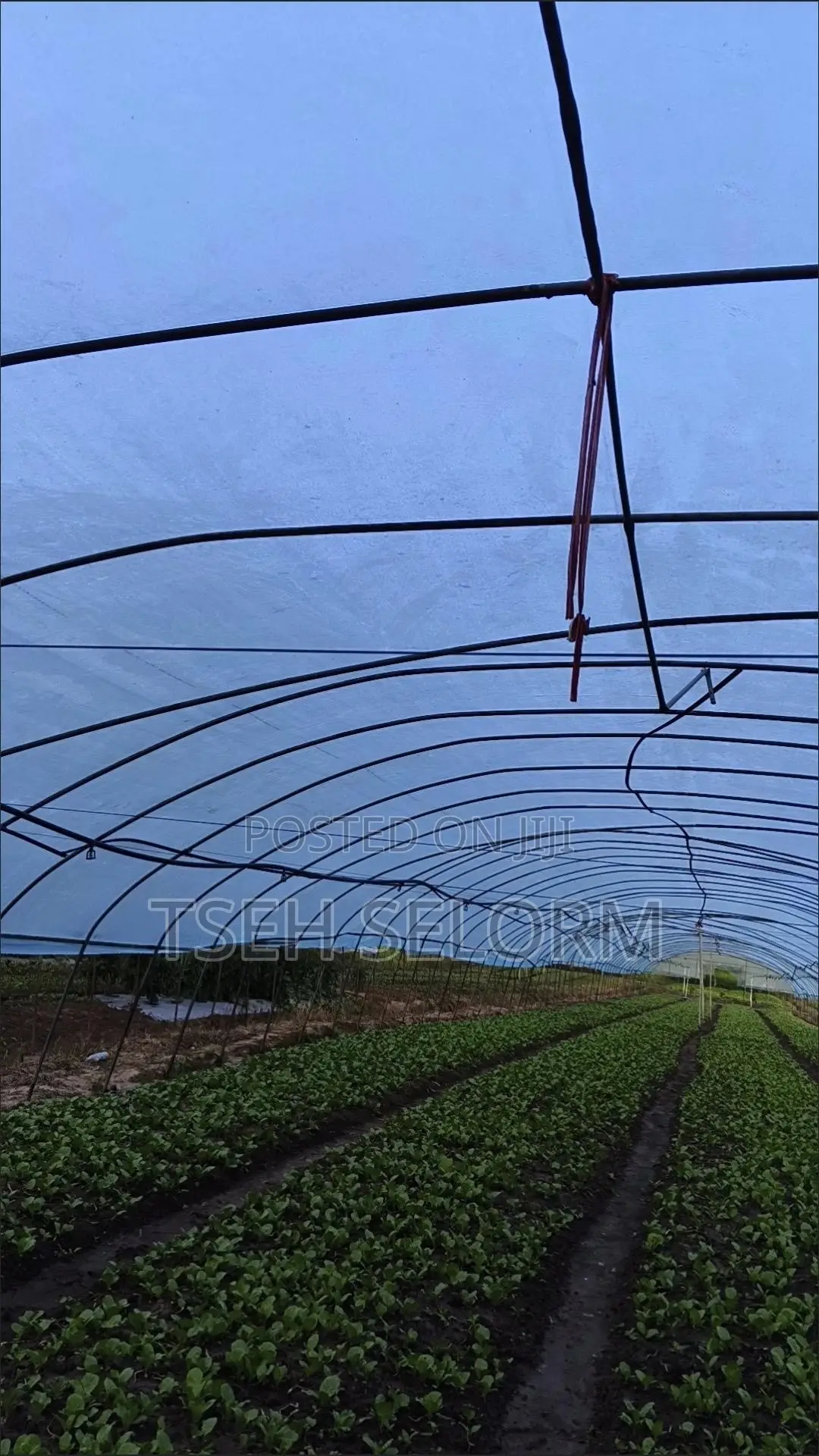 Greenhouse Plastic Film