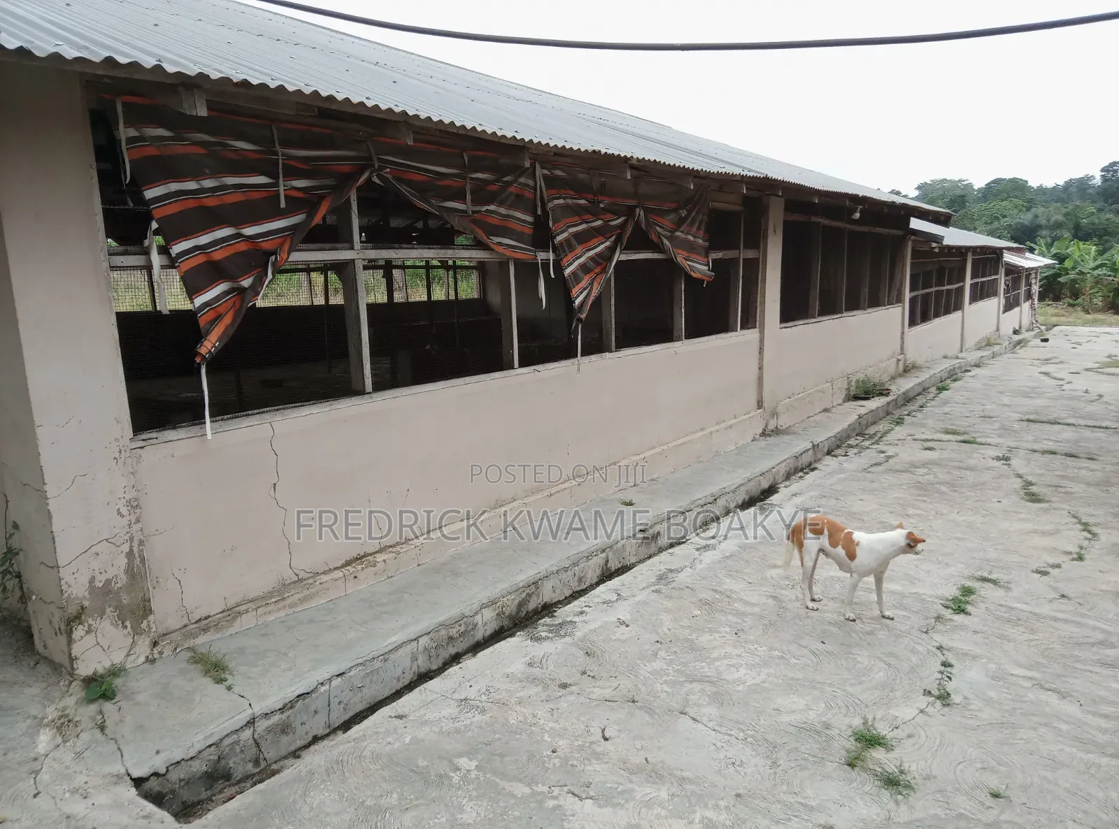 Pourtly Farm for Sale at Offinso Daaso