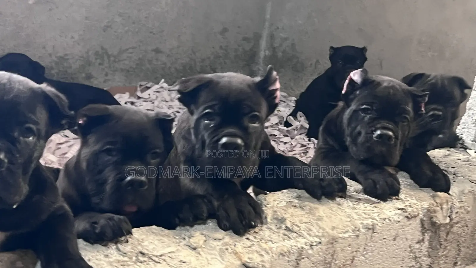 1-3 months Male Purebred Cane Corso