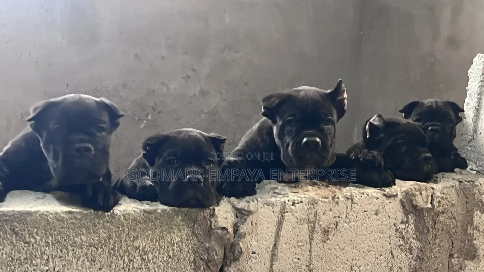 1-3 months Male Purebred Cane Corso