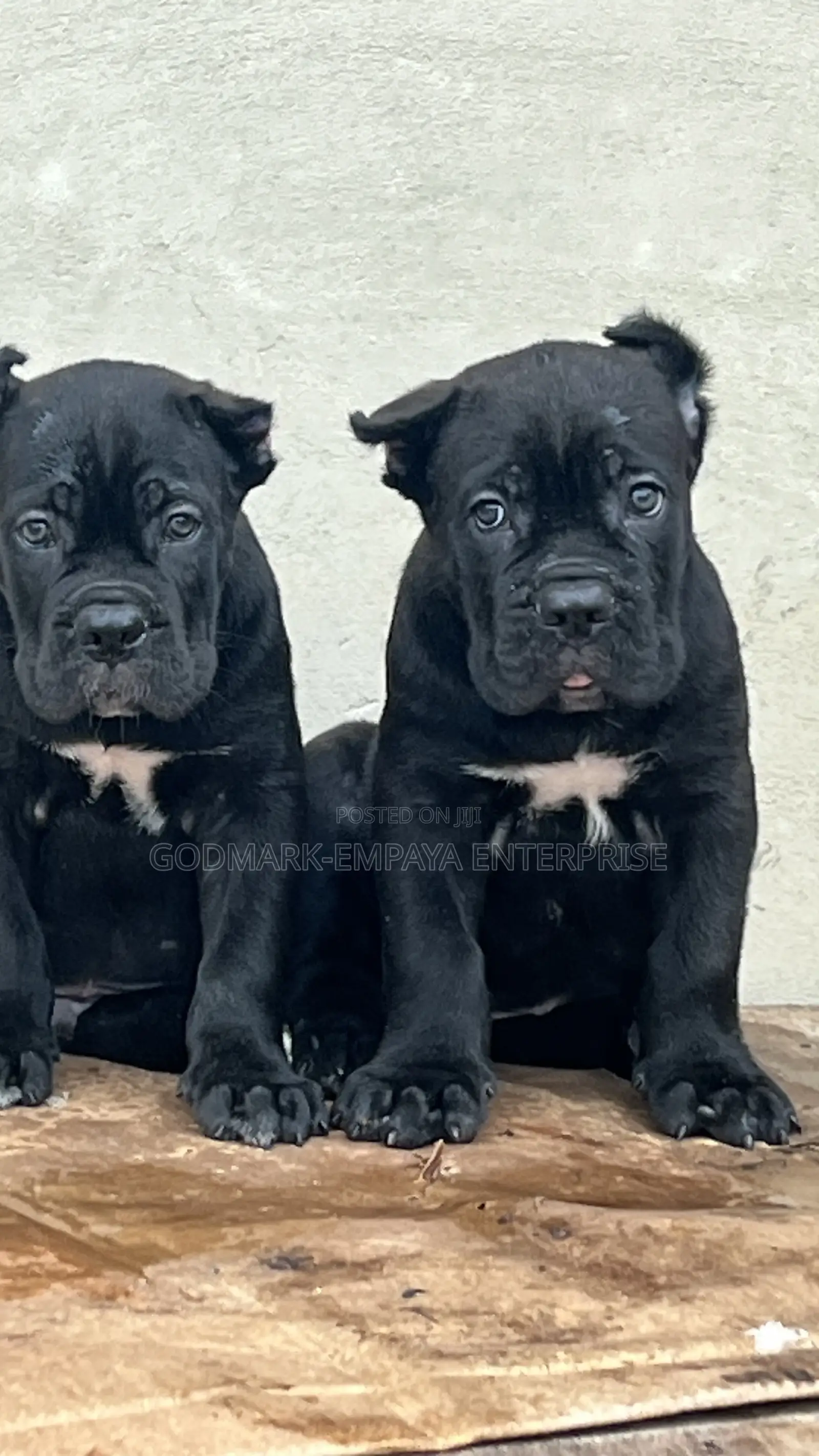 1-3 months Male Purebred Cane Corso