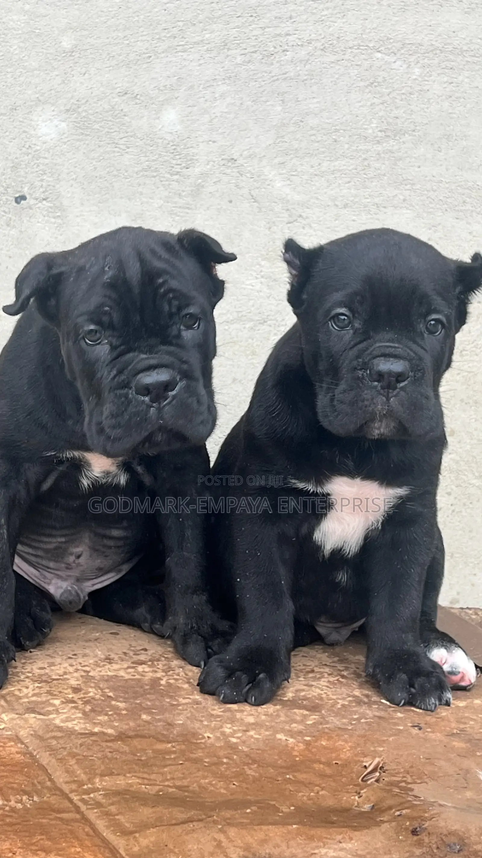1-3 months Male Purebred Cane Corso