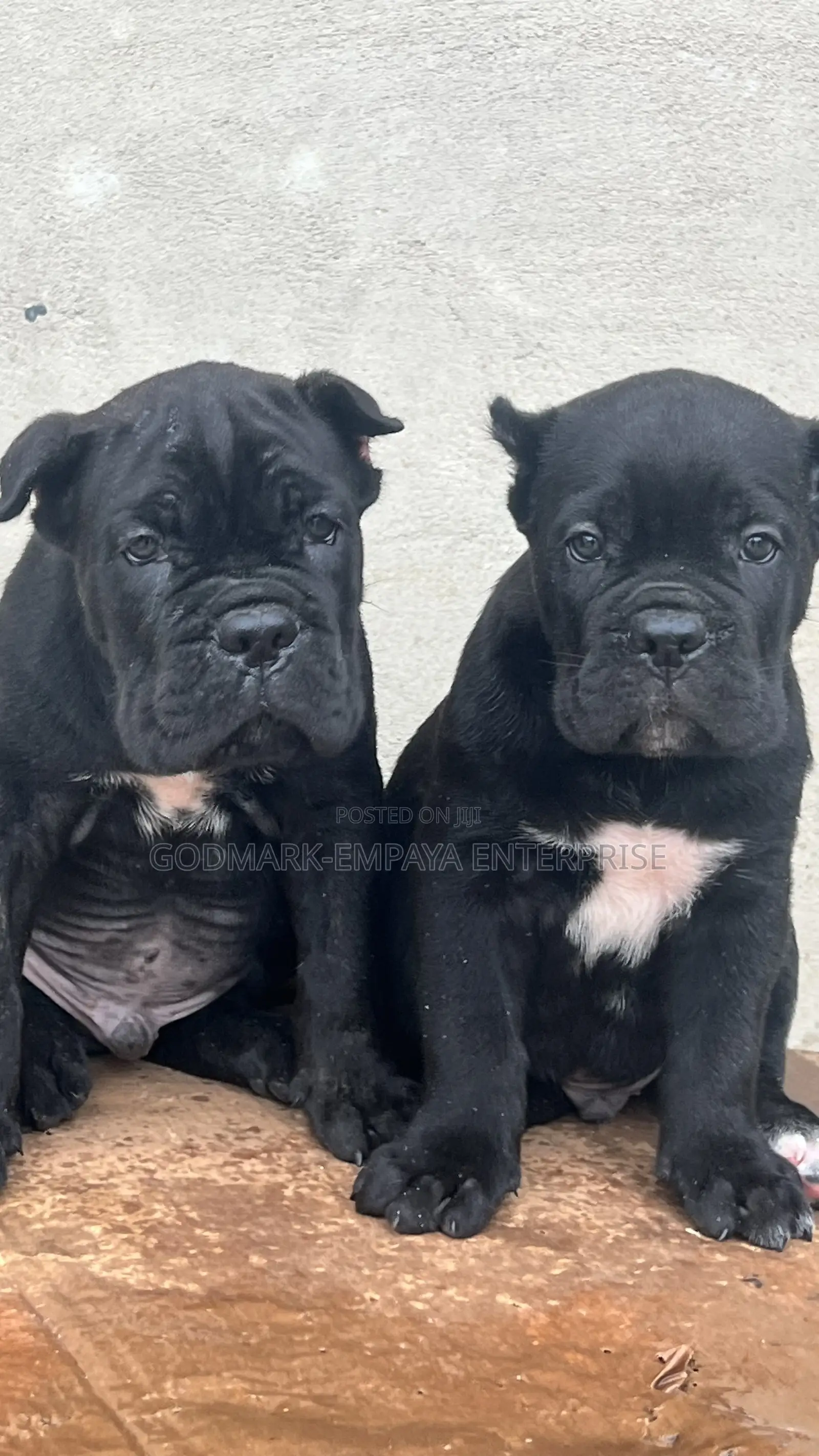 1-3 months Male Purebred Cane Corso