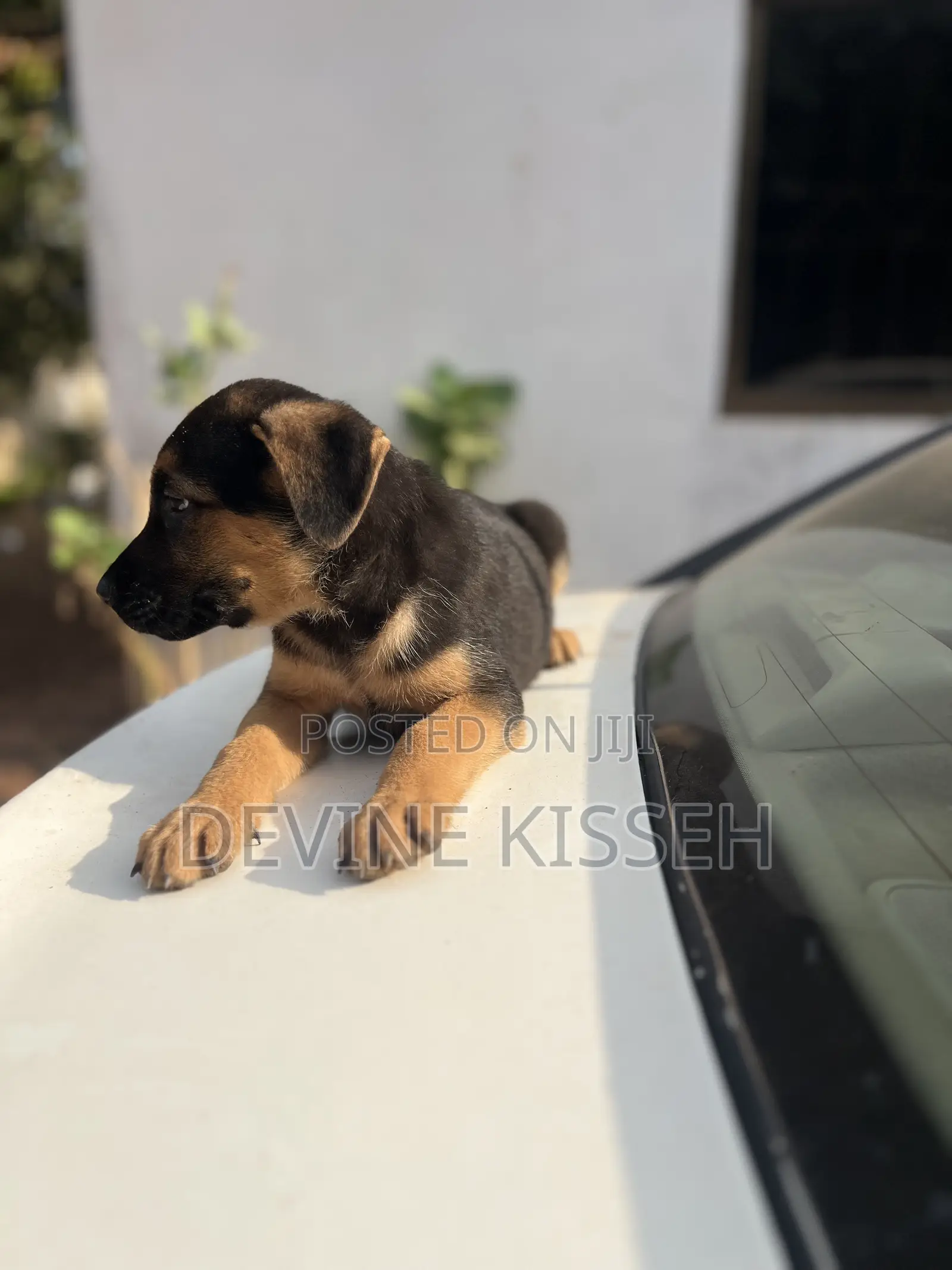 1-3 months Female Purebred German Shepherd