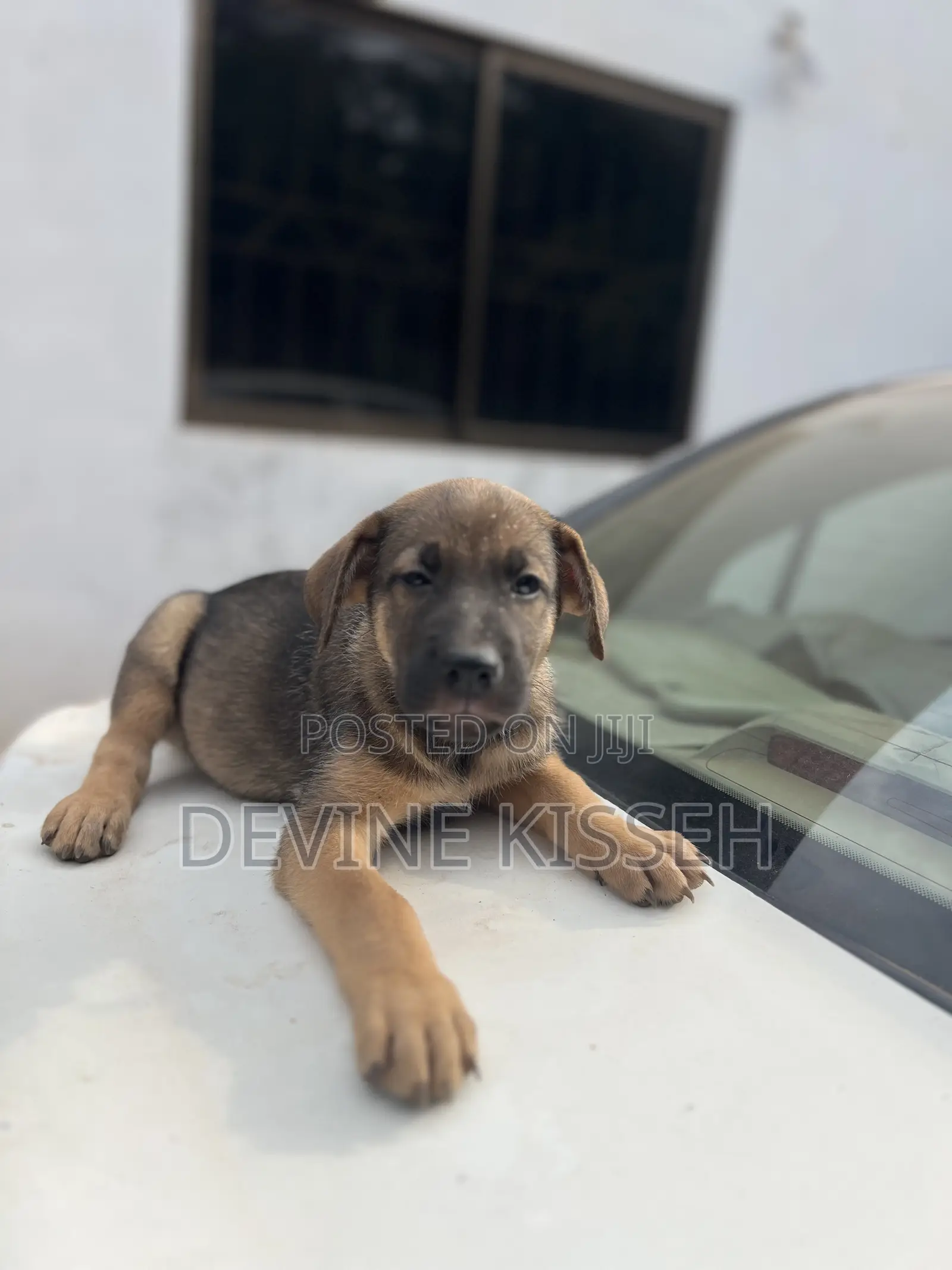 1-3 months Female Purebred German Shepherd