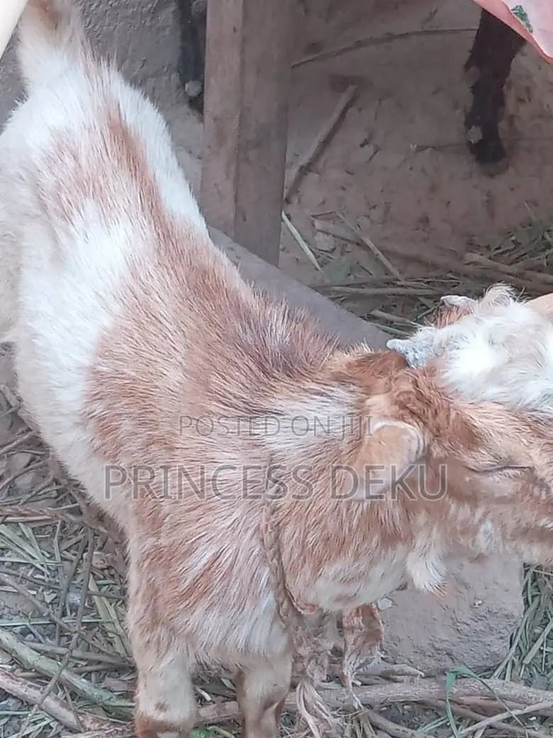 Health Male Goat