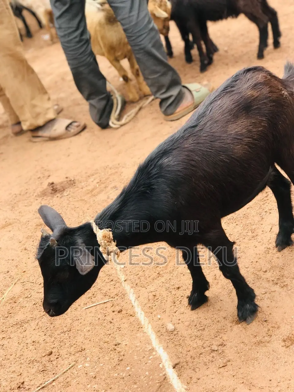 Health Male Goat