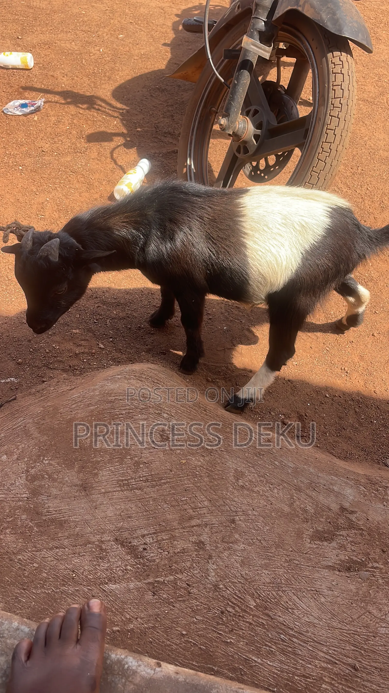 Female Healthy Goat