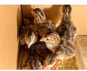 Guinea Keets
