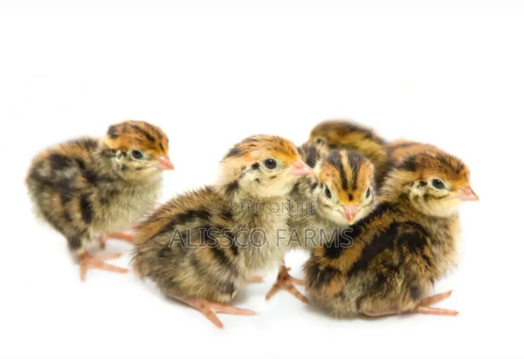 Guinea Keets