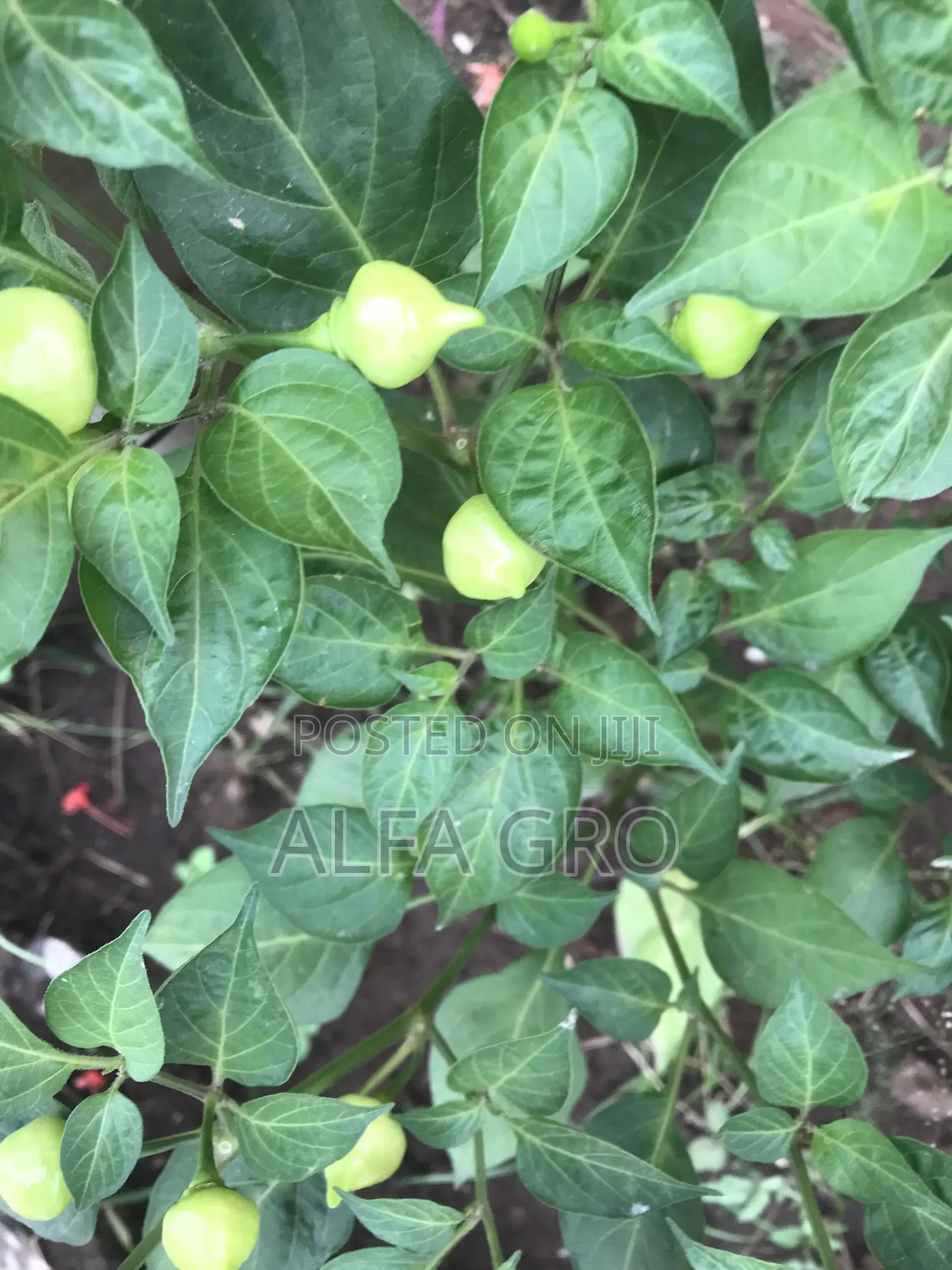 Pepper Plants