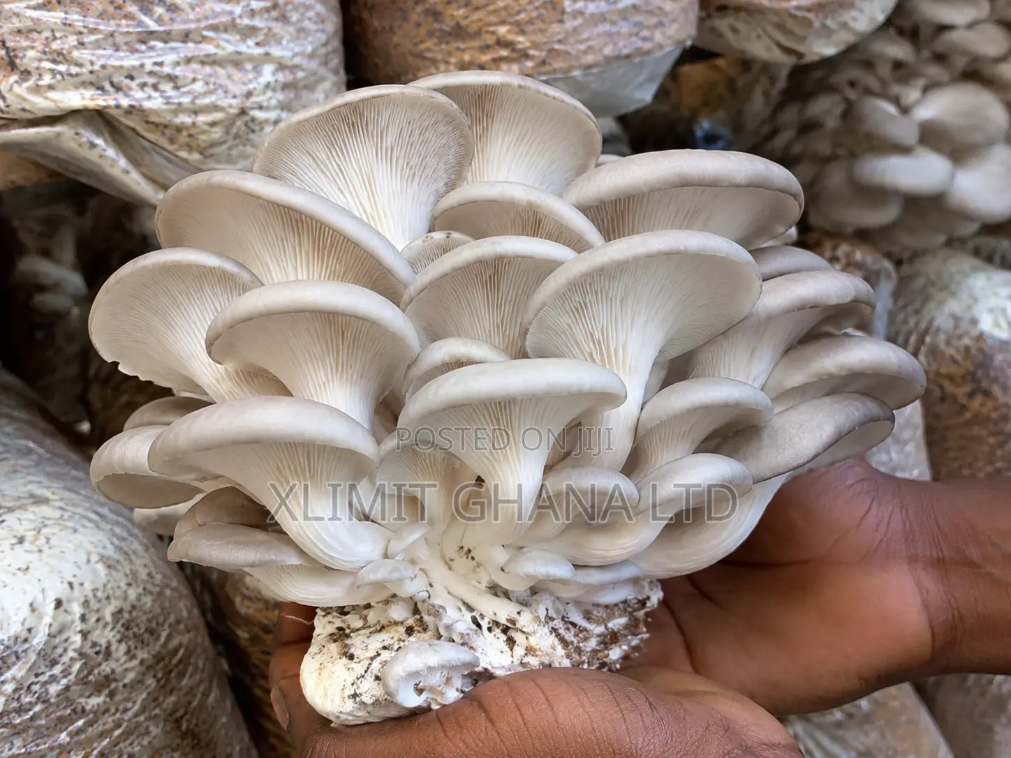 Fresh Oyster Mushroom