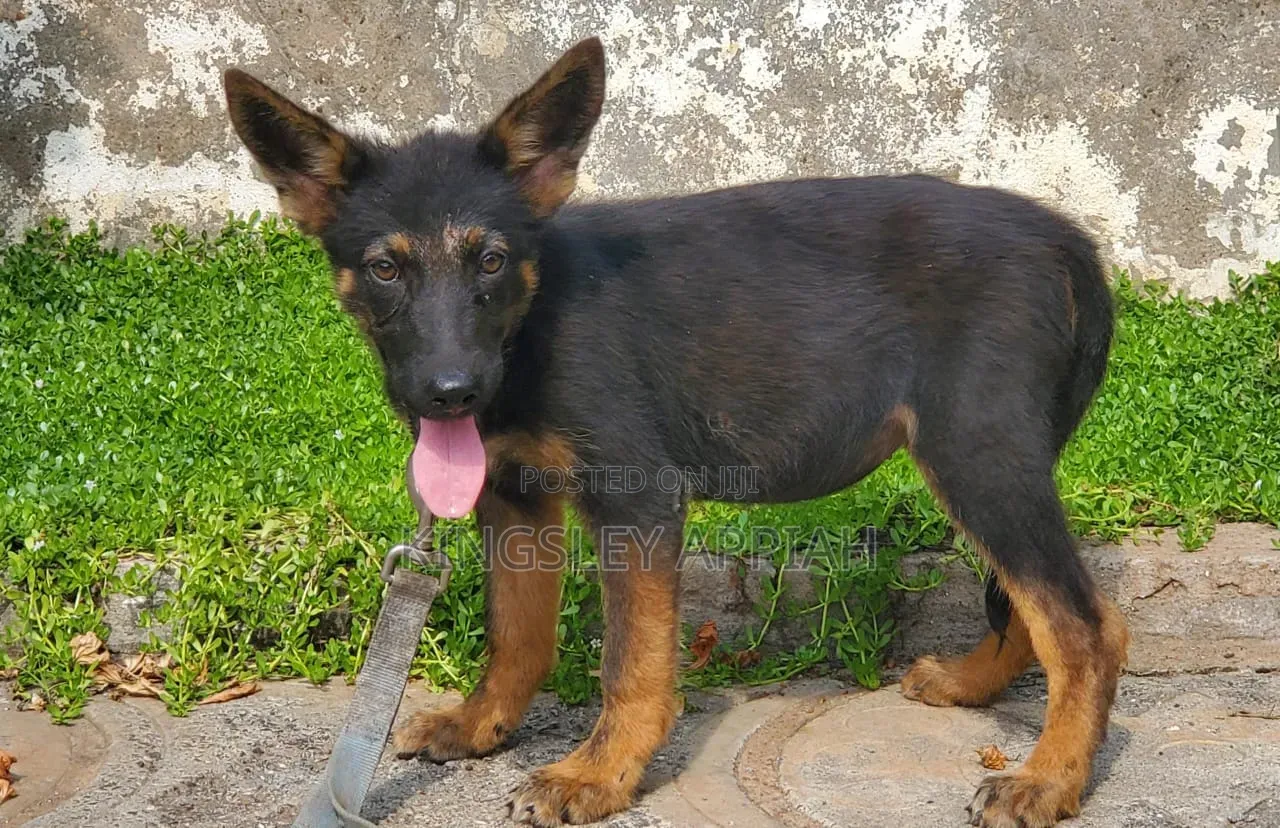 1-3 months Female Purebred German Shepherd