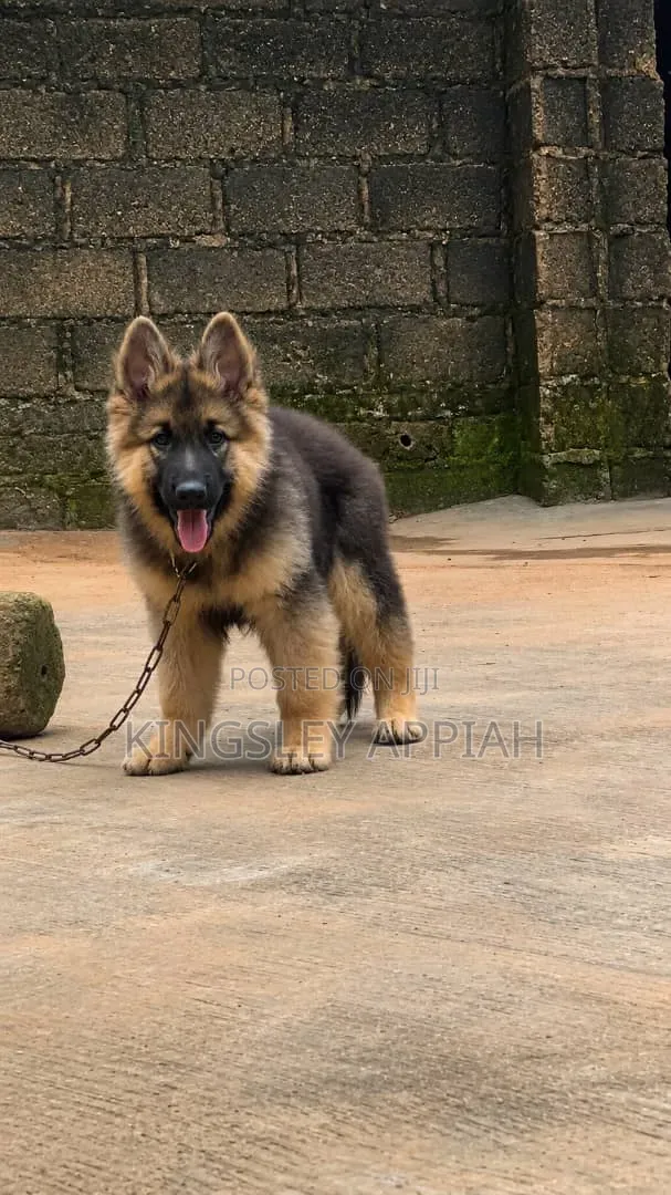 1-3 months Male Purebred German Shepherd