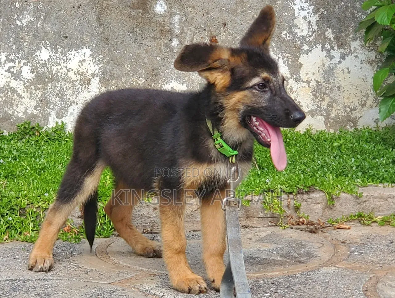 1-3 months Male Purebred German Shepherd
