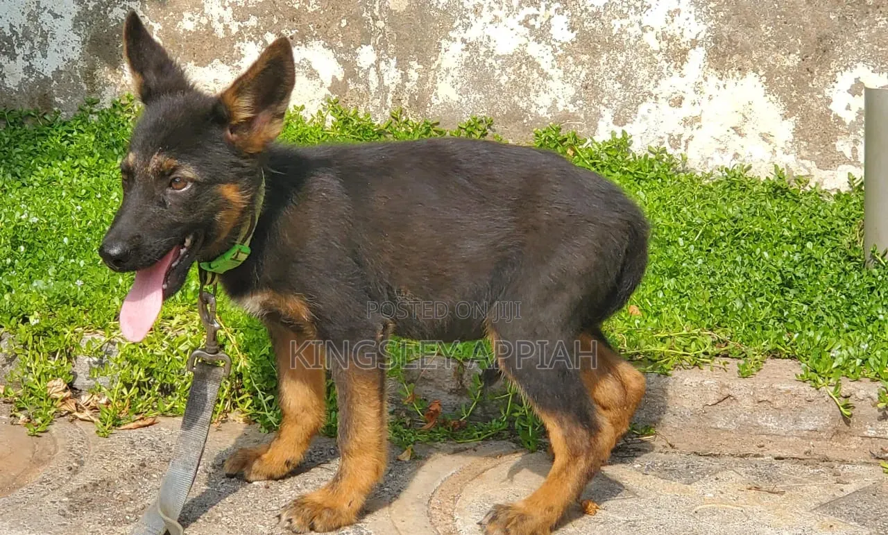 1-3 months Male Purebred German Shepherd