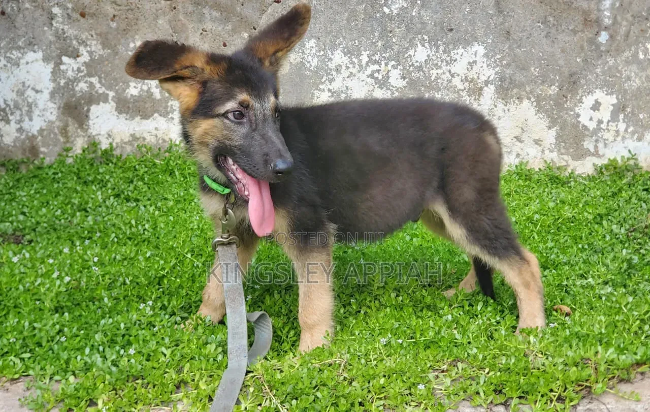 1-3 months Male Purebred German Shepherd
