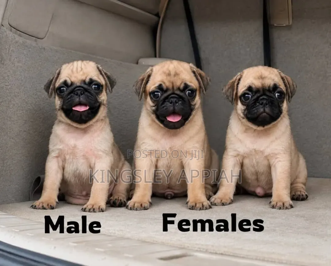 1-3 months Female Purebred Pug