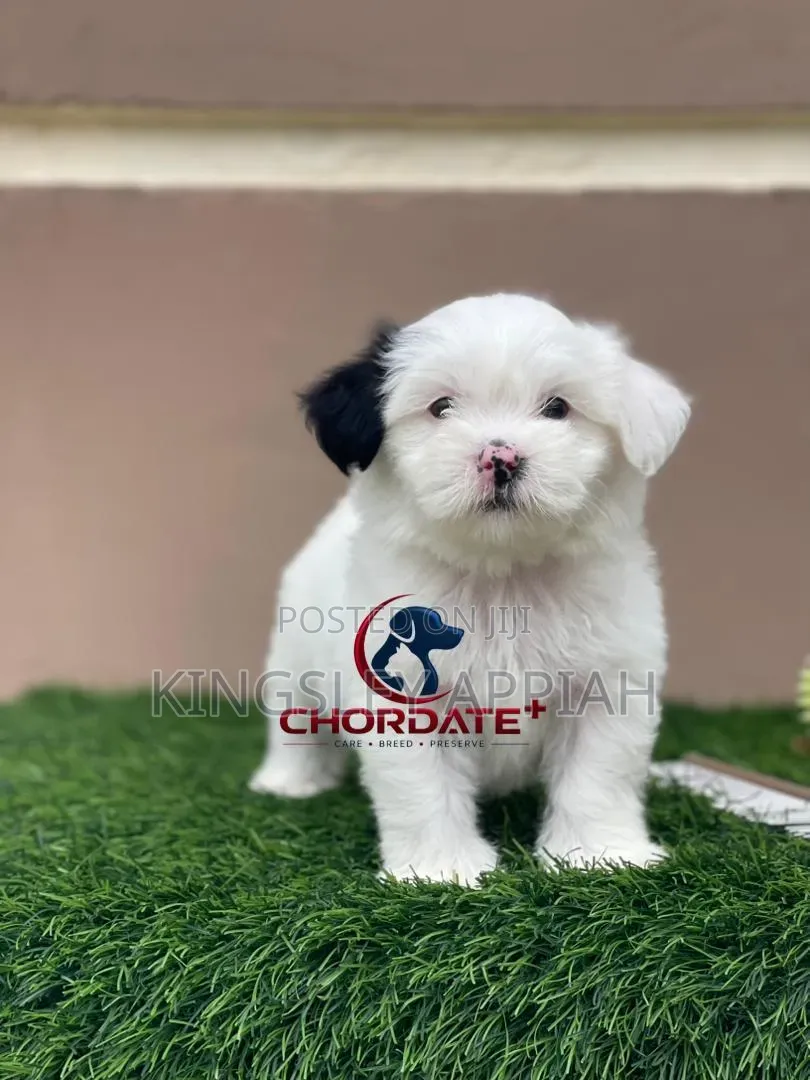 1-3 months Female Purebred Poodle