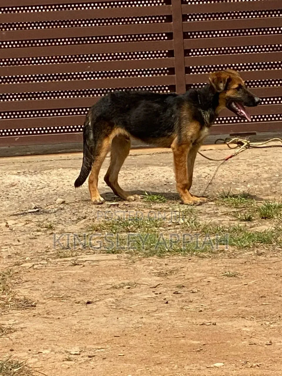 3-6 months Male Purebred German Shepherd