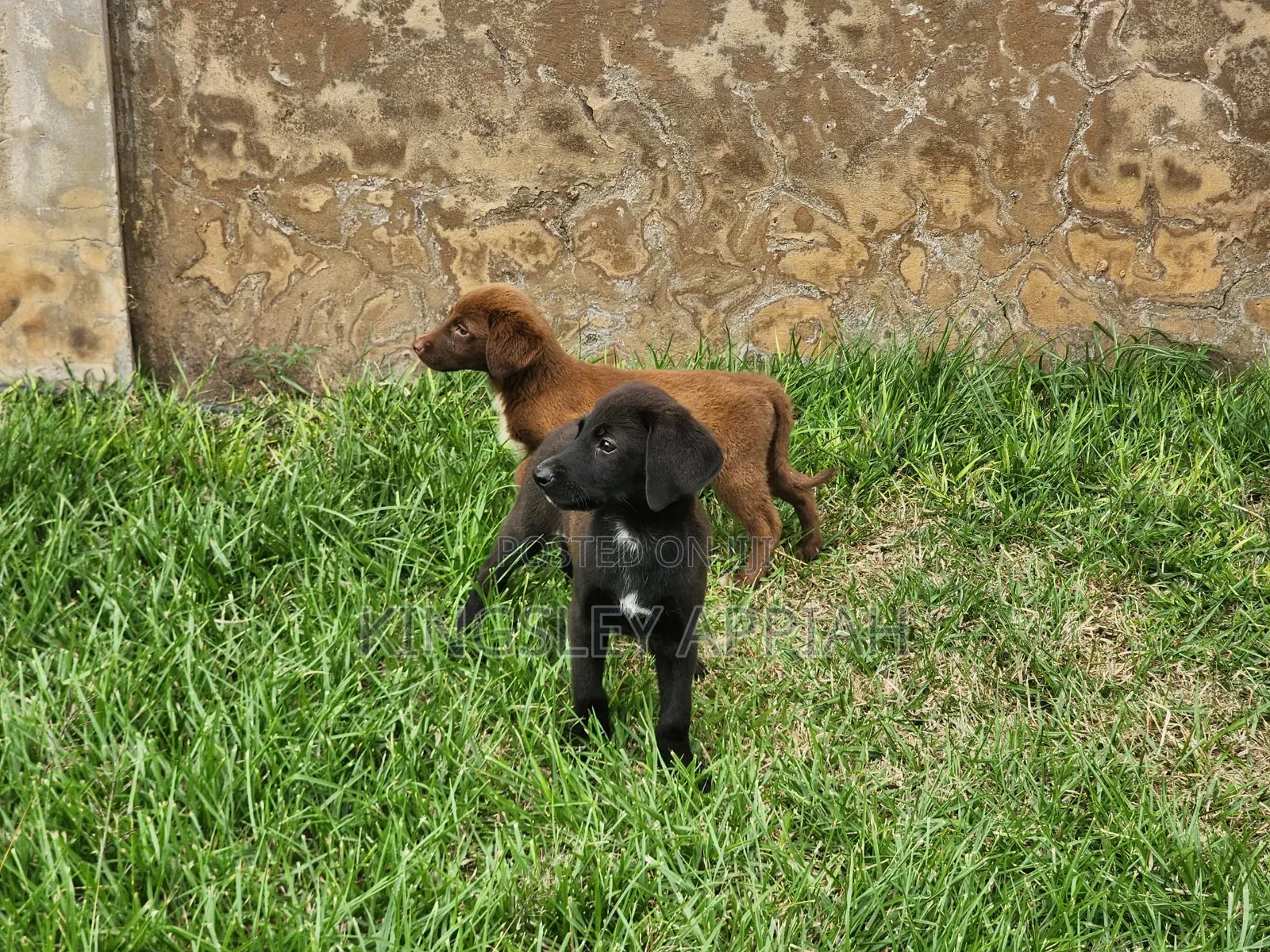 1-3 months Male Purebred Labrador Retriever