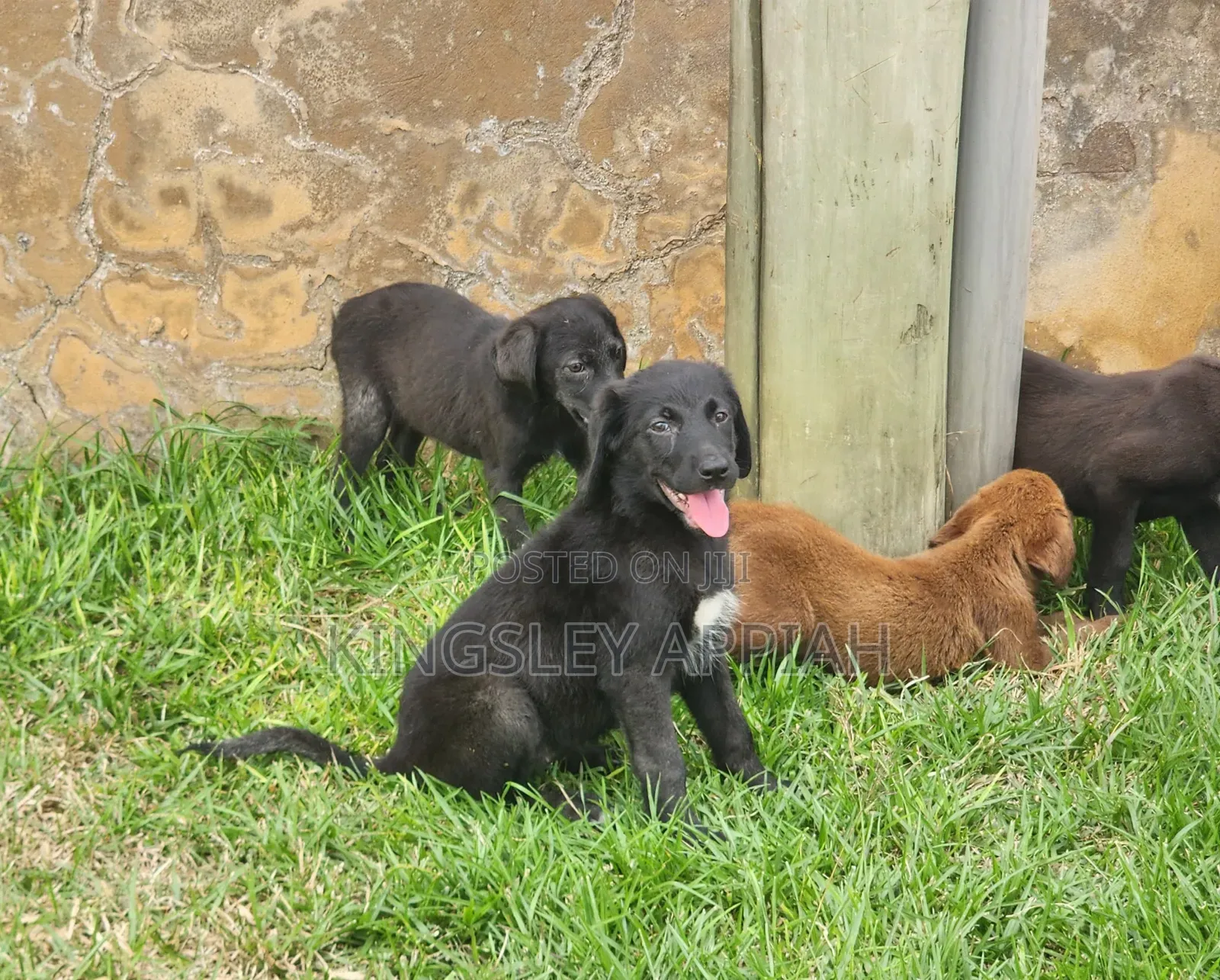 1-3 months Male Purebred Labrador Retriever