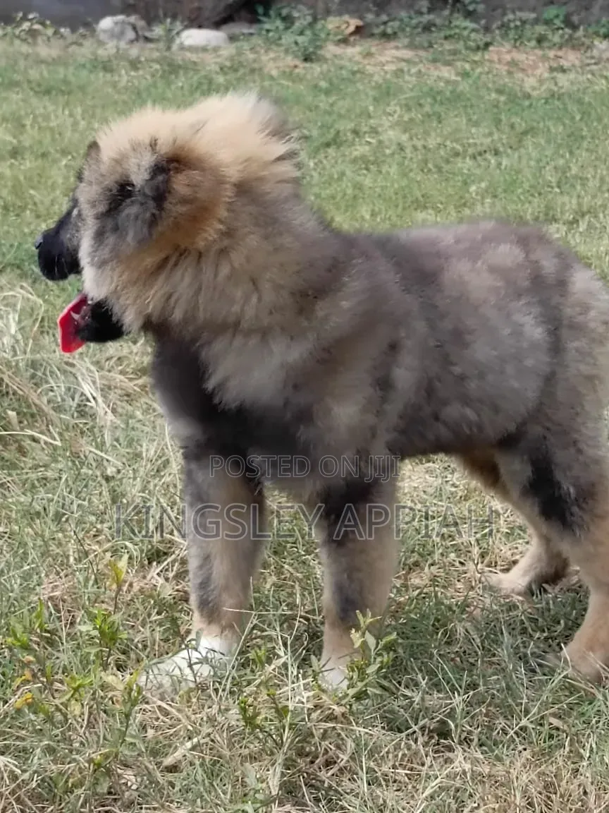3-6 months Male Purebred Caucasian Shepherd