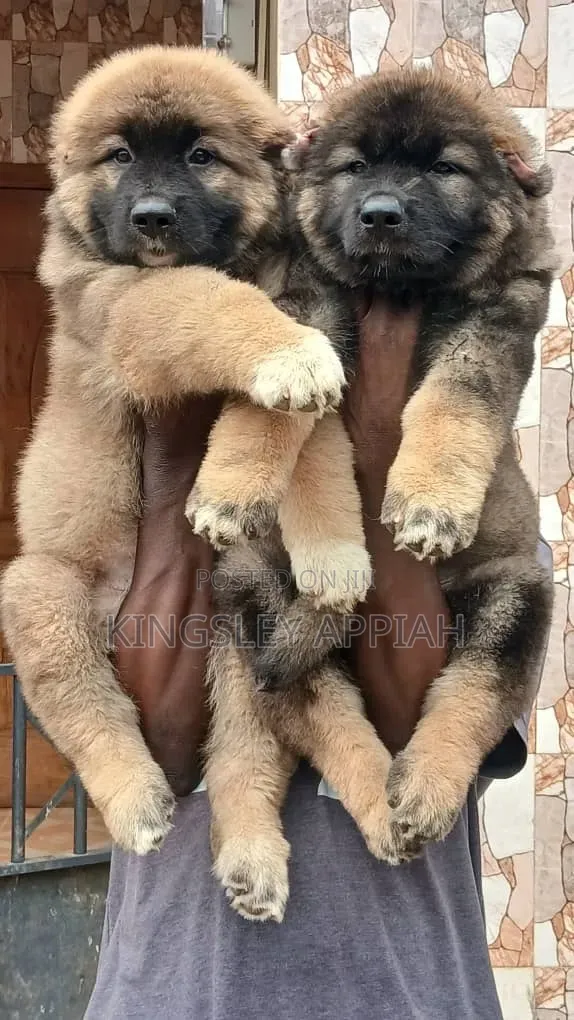 1-3 months Male Purebred Caucasian Shepherd