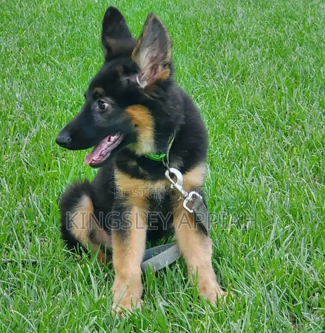 1-3 months Male Purebred German Shepherd