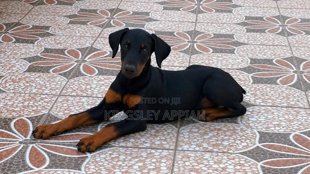 1-3 months Male Purebred Doberman Pinscher
