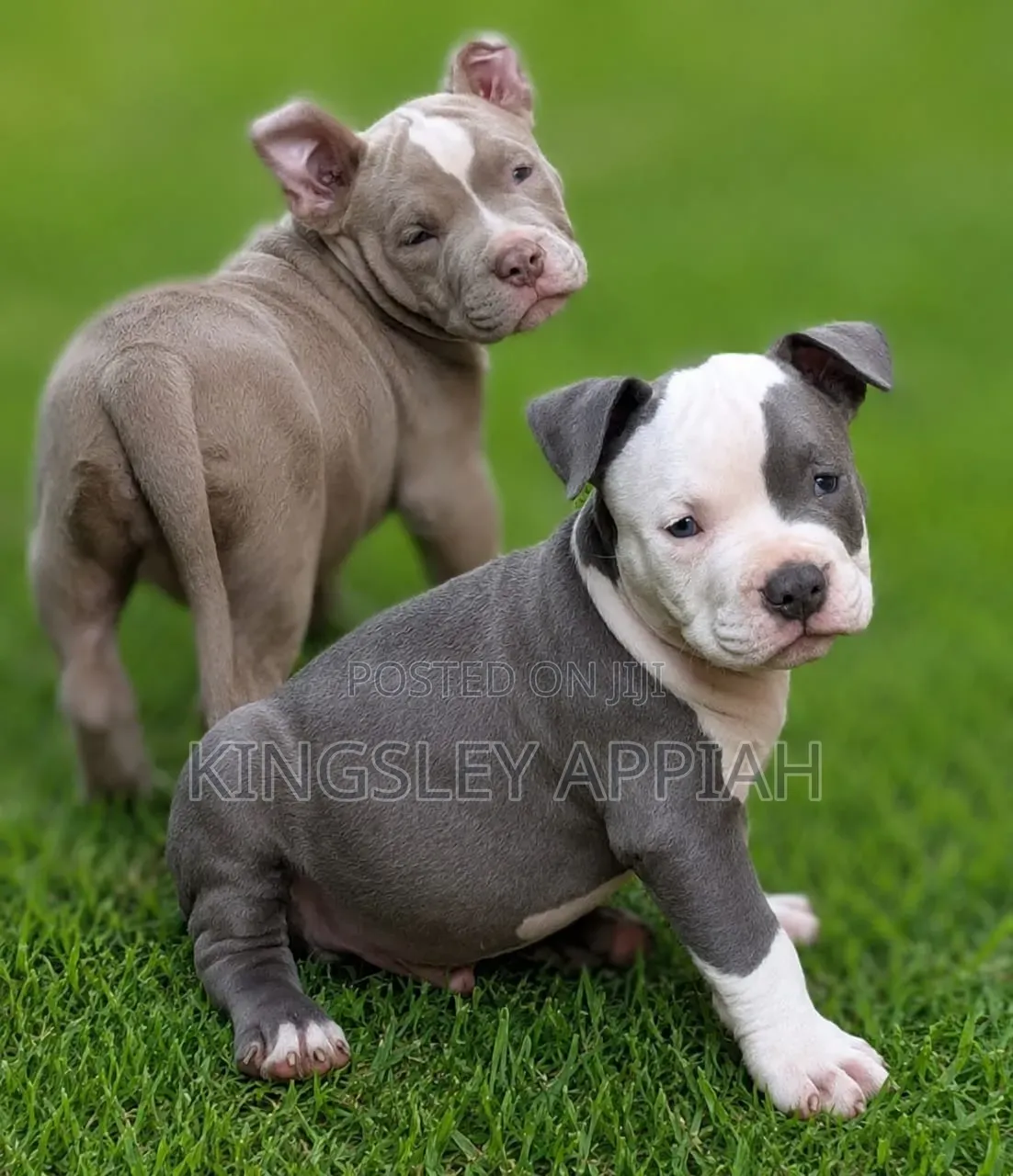 1-3 months Male Purebred American Bulldog