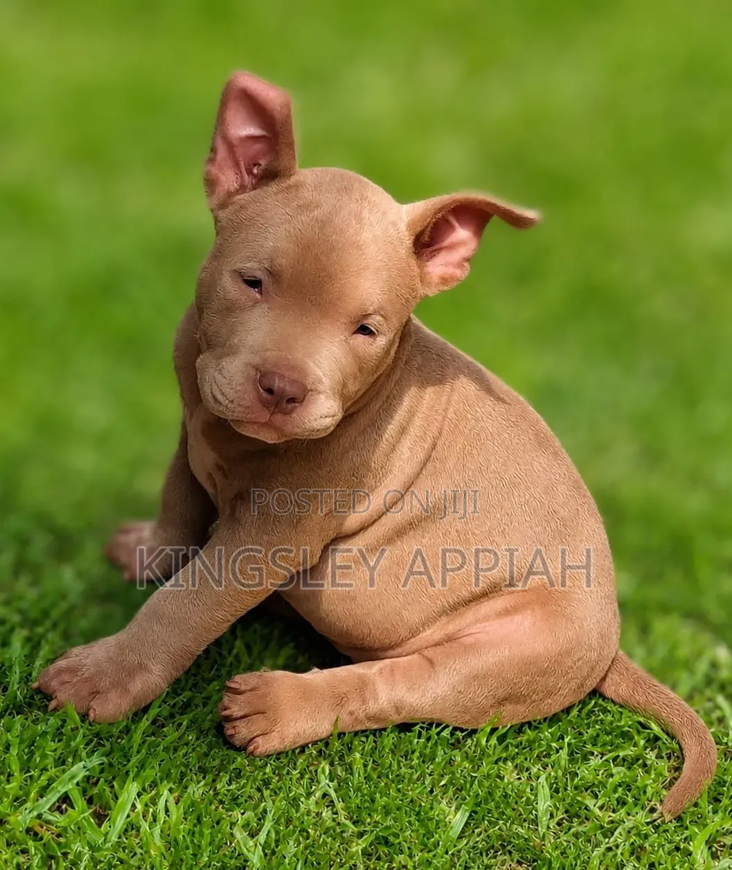 1-3 months Male Purebred American Bulldog