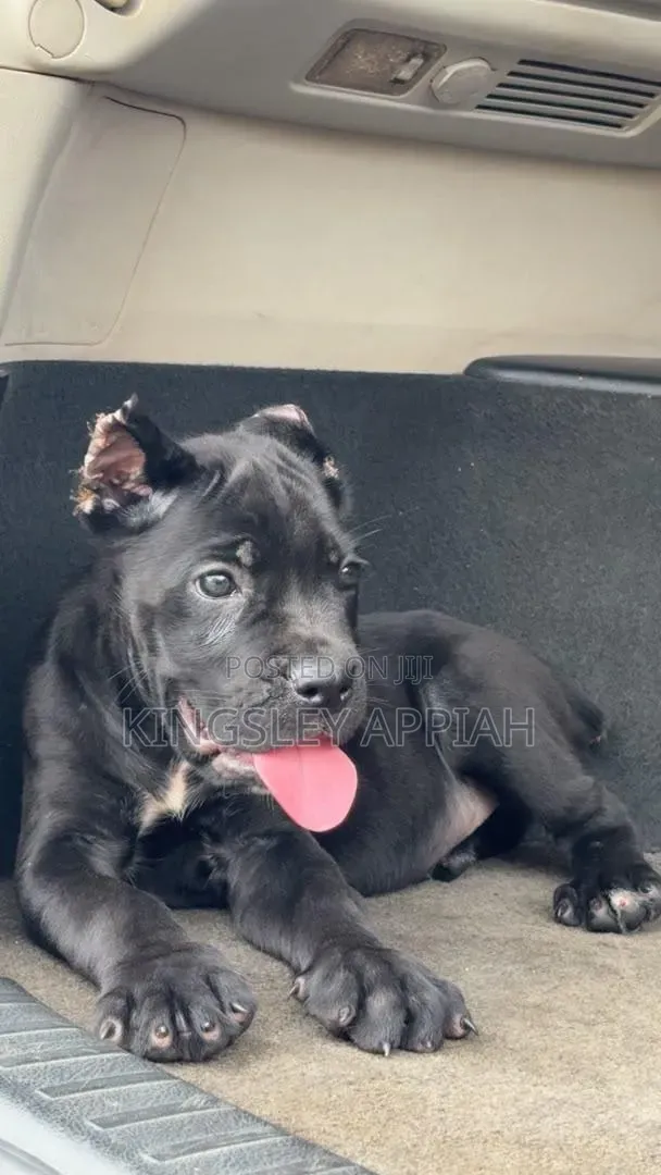 1-3 months Male Purebred Cane Corso