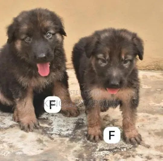 1-3 months Male Purebred German Shepherd