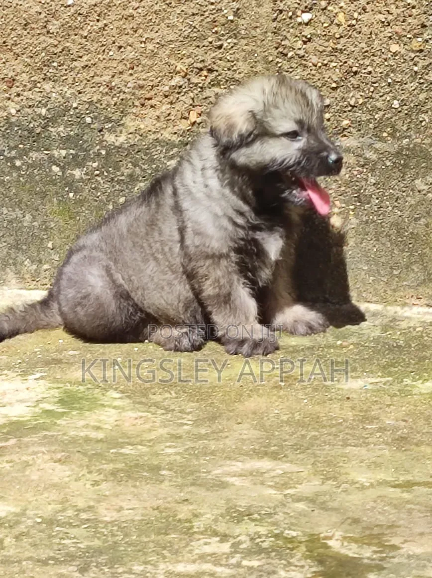 1-3 months Male Purebred Caucasian Shepherd