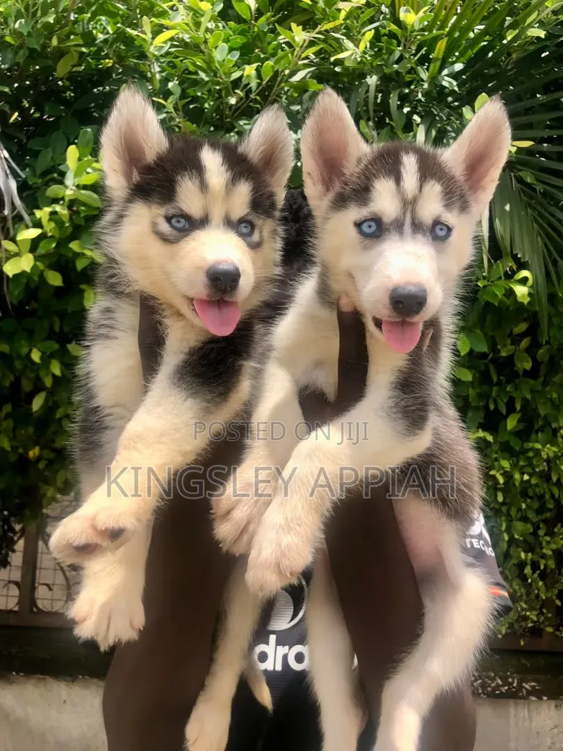 1-3 months Male Purebred Siberian Husky