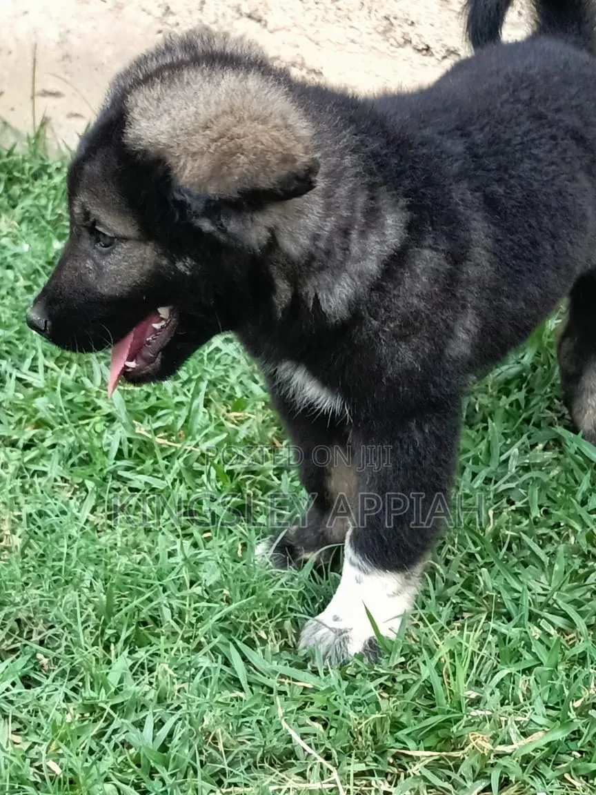 1-3 months Male Purebred Caucasian Shepherd